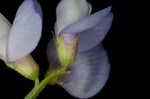 Louisiana vetch